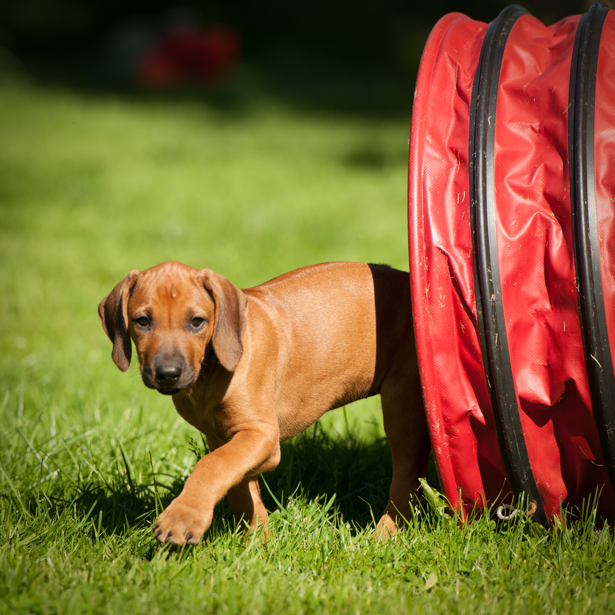 Mairangi Welpen by Frank Ebert J Wurf